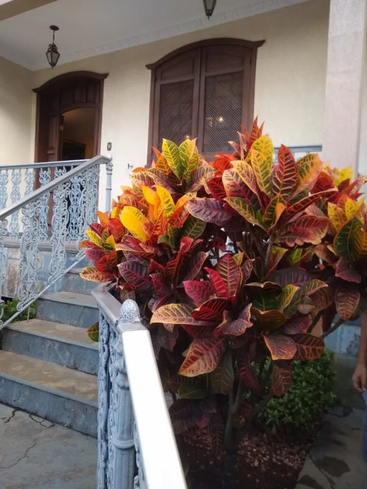 Casa, 7 quartos, 450 m² - Foto 2