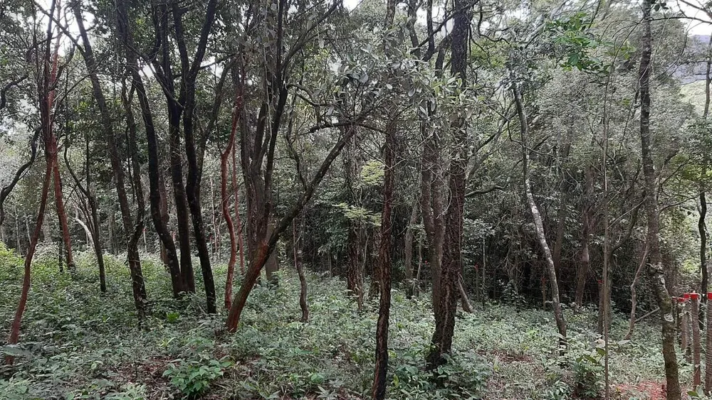 Terreno, 2023 m² - Foto 6