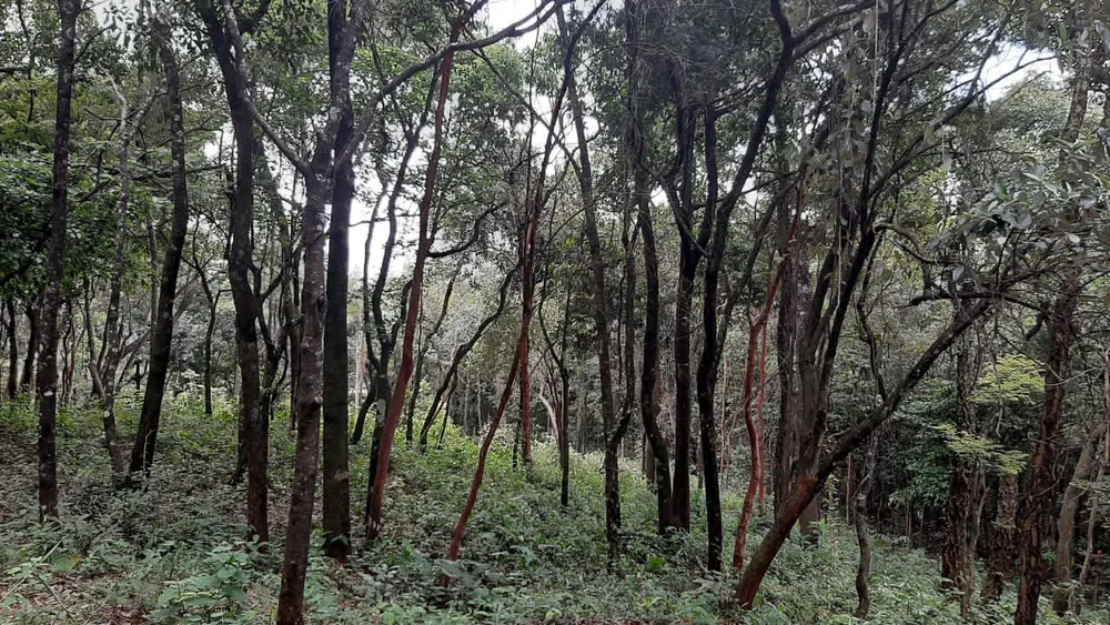 Terreno, 2023 m² - Foto 5