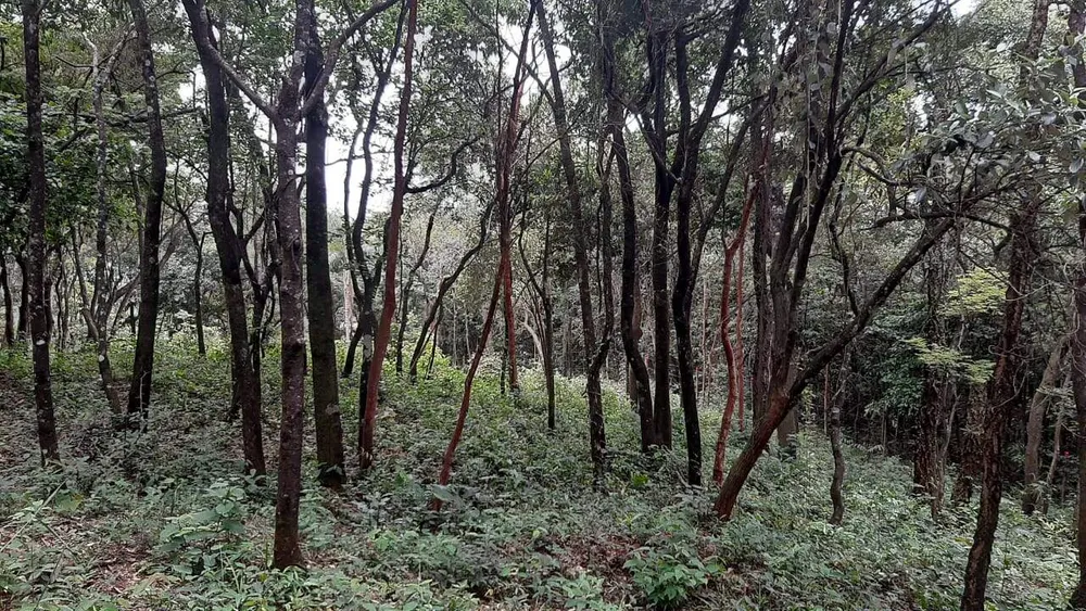 Terreno, 2023 m² - Foto 3