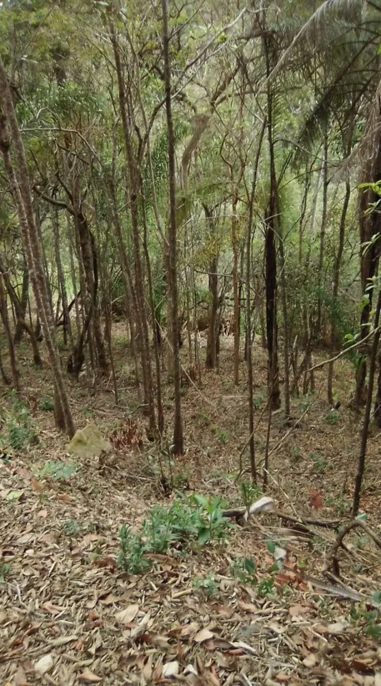Terreno, 5 hectares - Foto 4