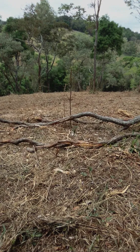 Terreno, 5 hectares - Foto 3
