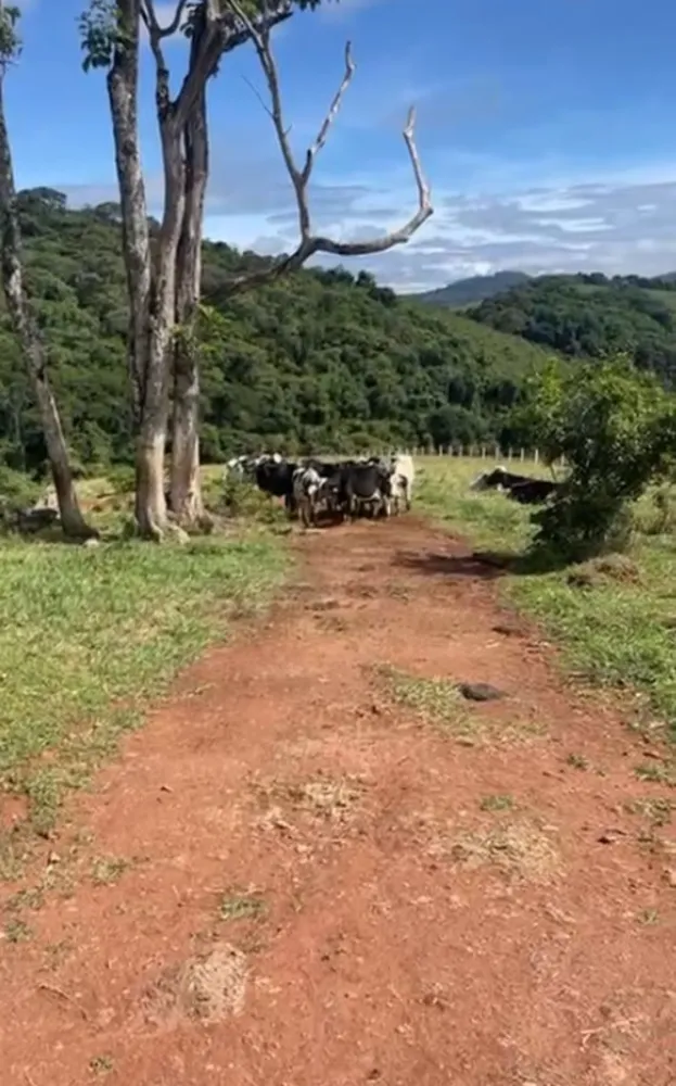 Sítio, 3 quartos, 36 hectares - Foto 14