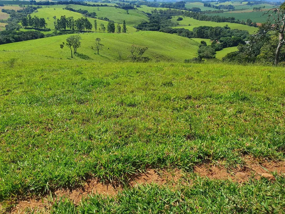 Fazenda, 242 hectares - Foto 8