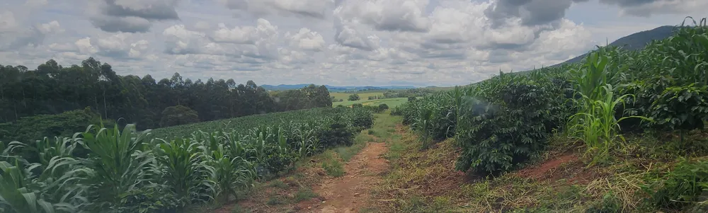 Fazenda, 85 hectares - Foto 6