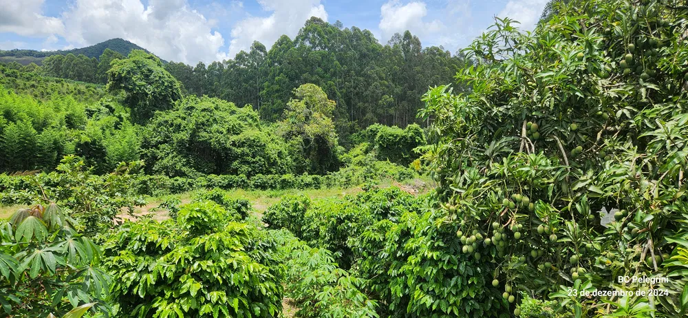 Fazenda, 85 hectares - Foto 7