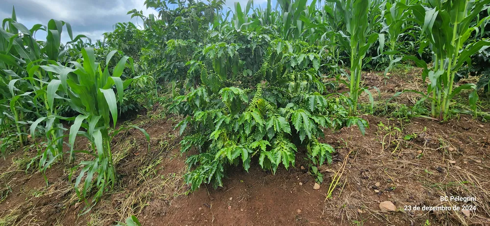 Fazenda, 85 hectares - Foto 2