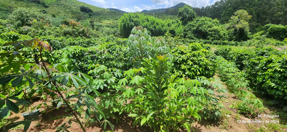 Fazenda, 85 hectares - Foto 1
