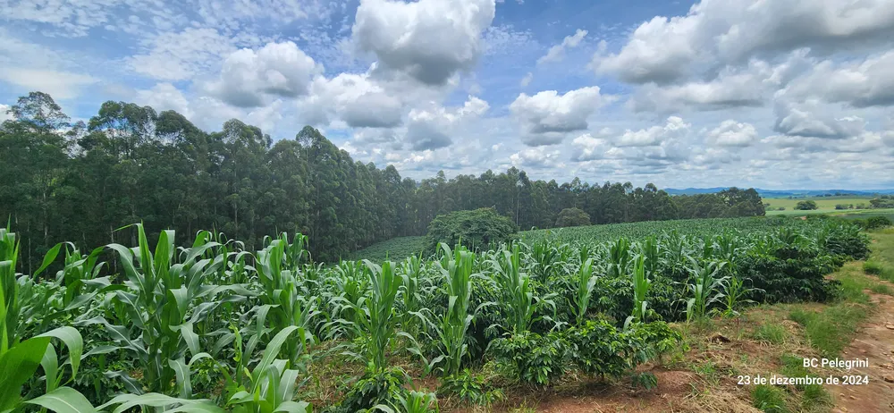 Fazenda, 85 hectares - Foto 11