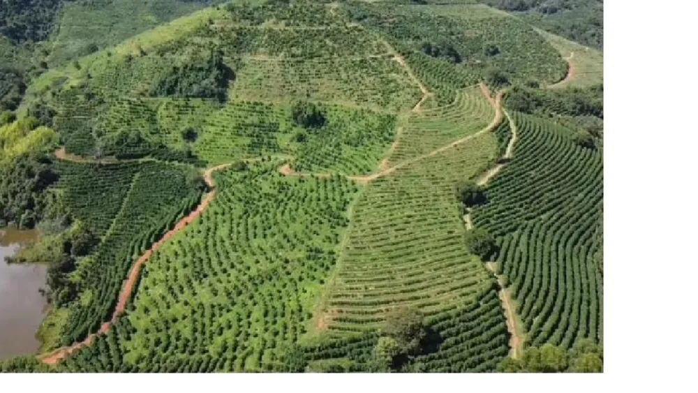 Fazenda, 85 hectares - Foto 6
