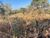Terreno, 44000 m² - Foto 4