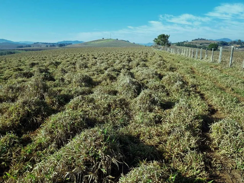 Fazenda, 209 hectares - Foto 6