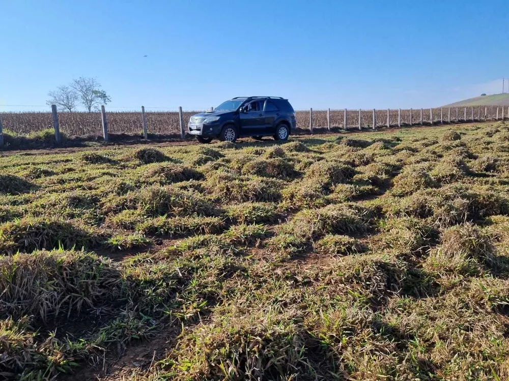 Fazenda, 209 hectares - Foto 8