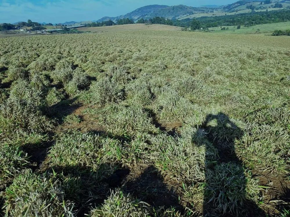 Fazenda, 209 hectares - Foto 7