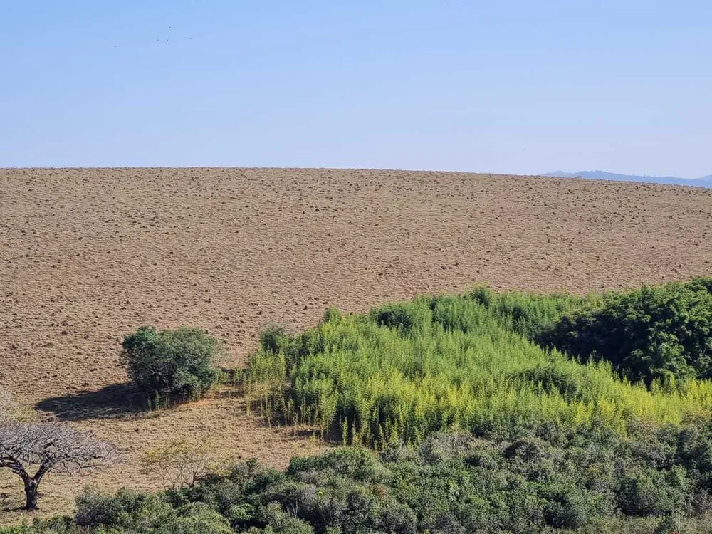 Fazenda, 209 hectares - Foto 1