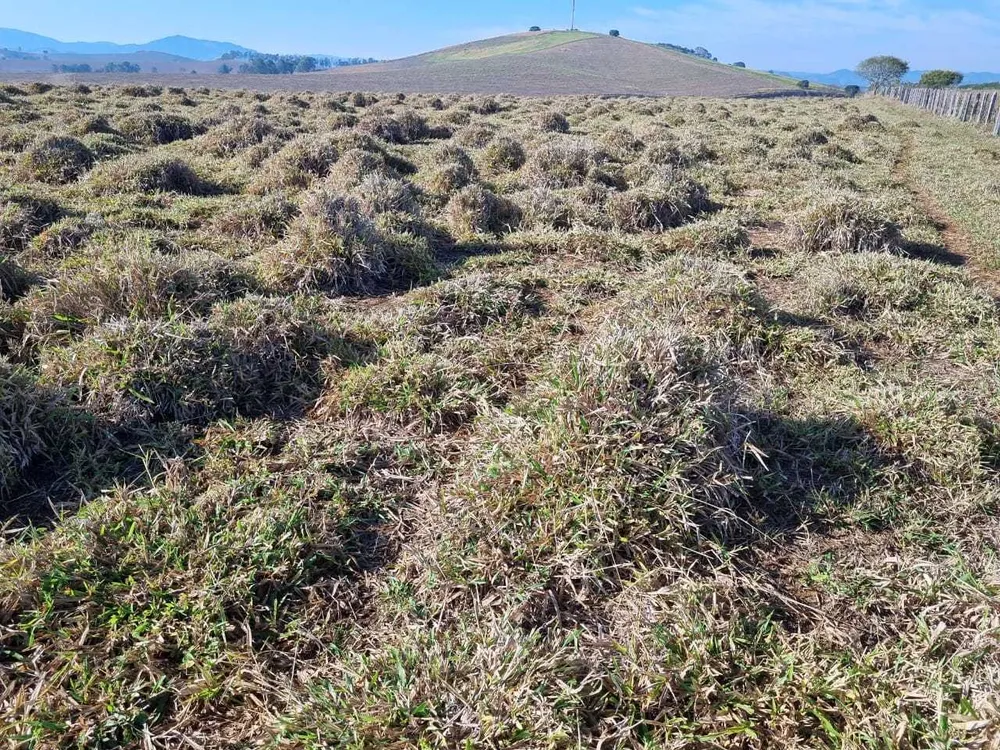 Fazenda, 209 hectares - Foto 7