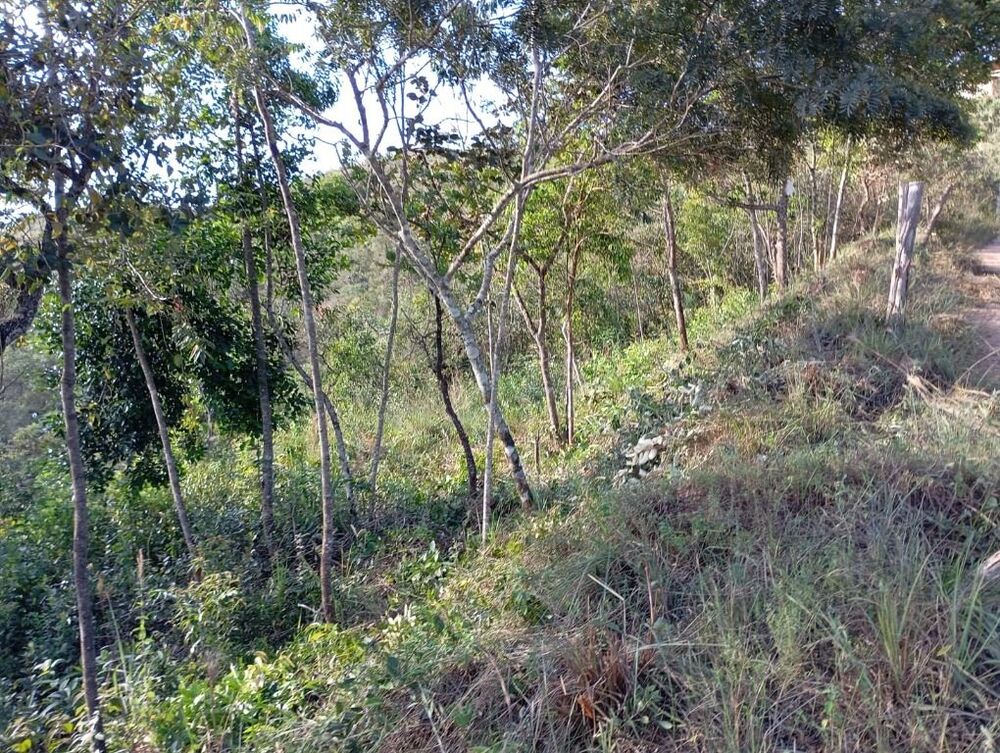 Chácara à venda com 1 quarto, 2000m² - Foto 4