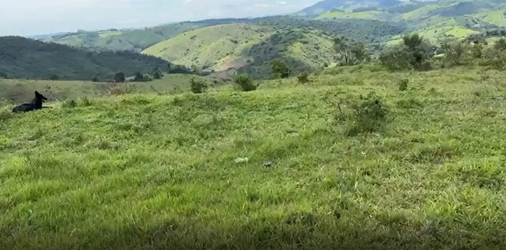 Fazenda, 365 hectares - Foto 4