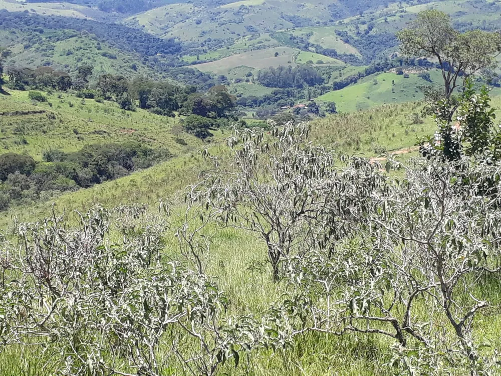 Fazenda, 365 hectares - Foto 7