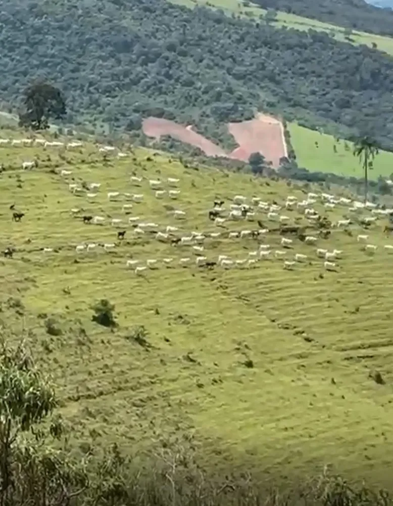 Fazenda, 365 hectares - Foto 8