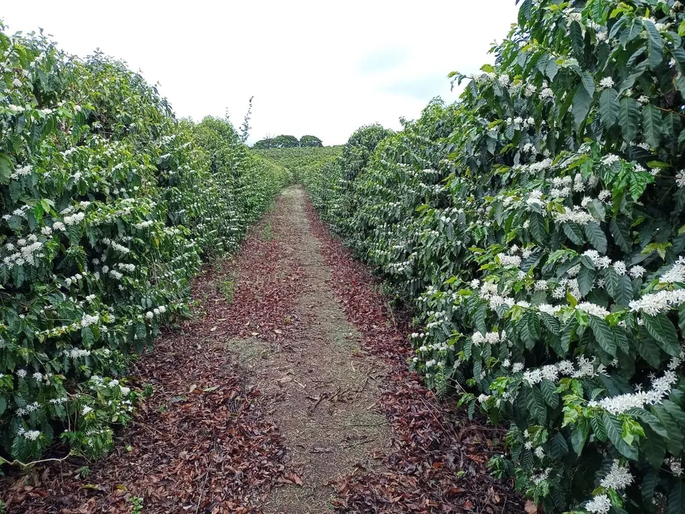 Fazenda, 3 quartos - Foto 5