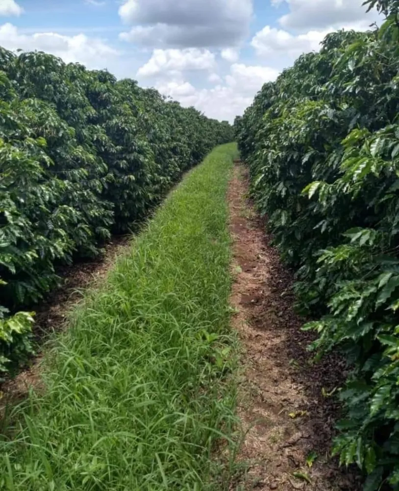 Fazenda, 3 quartos - Foto 3