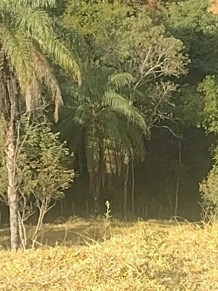Terreno, 2 hectares - Foto 18