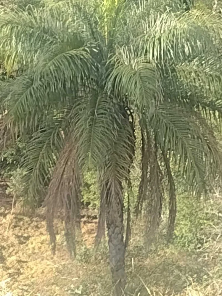 Terreno, 2 hectares - Foto 16