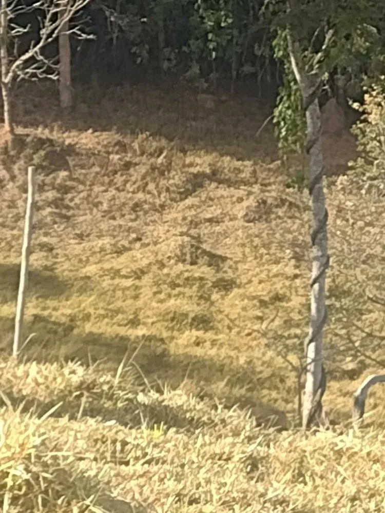 Terreno, 2 hectares - Foto 15