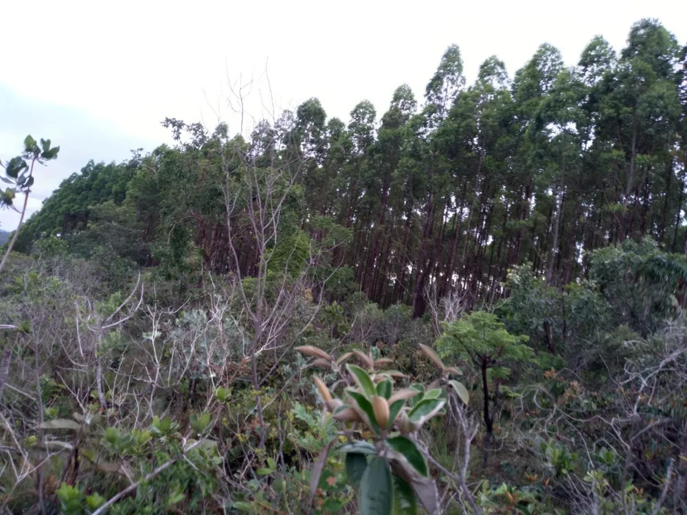 Terreno, 5000 m² - Foto 7