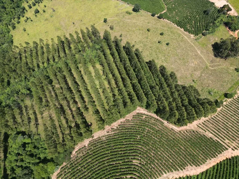 Fazenda, 79 hectares - Foto 9
