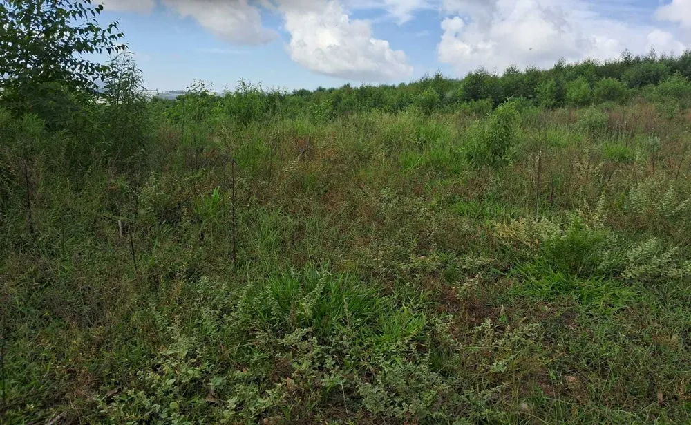 Fazenda, 179 hectares - Foto 12