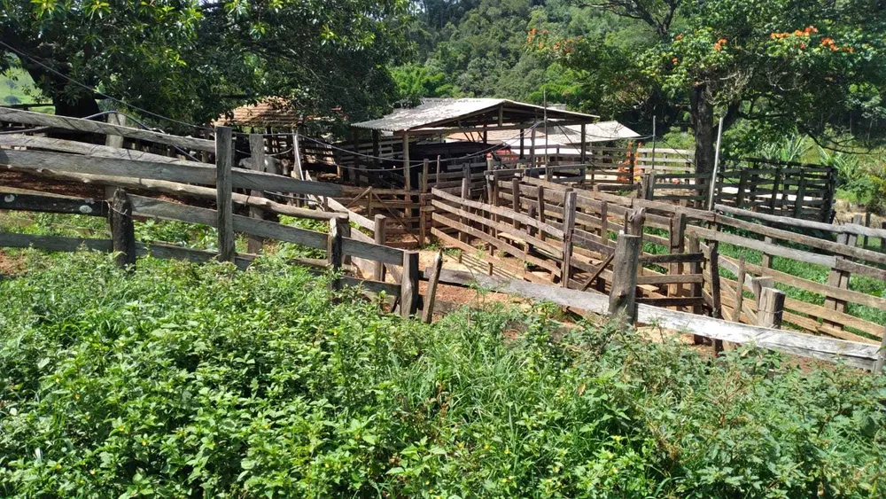 Fazenda, 301 hectares - Foto 7