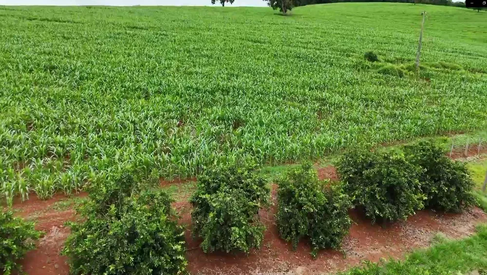 Fazenda, 74 hectares - Foto 14