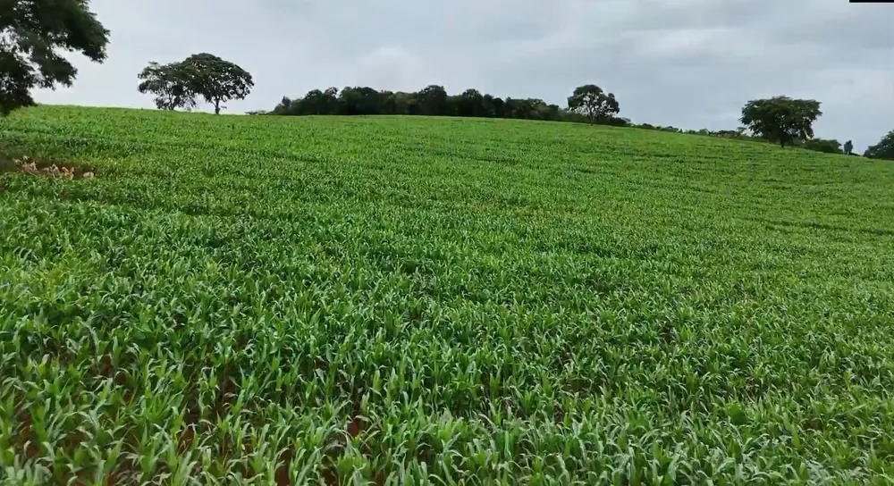 Fazenda, 74 hectares - Foto 12