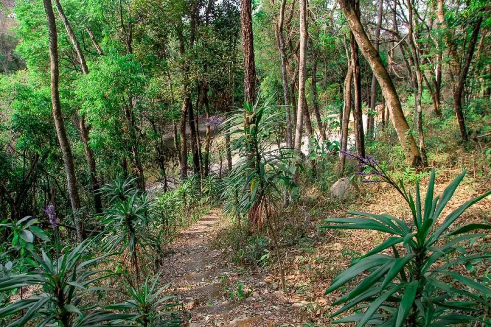 Terreno, 5000 m² - Foto 6