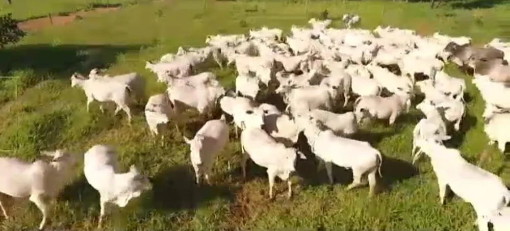 Fazenda, 1 quarto - Foto 2