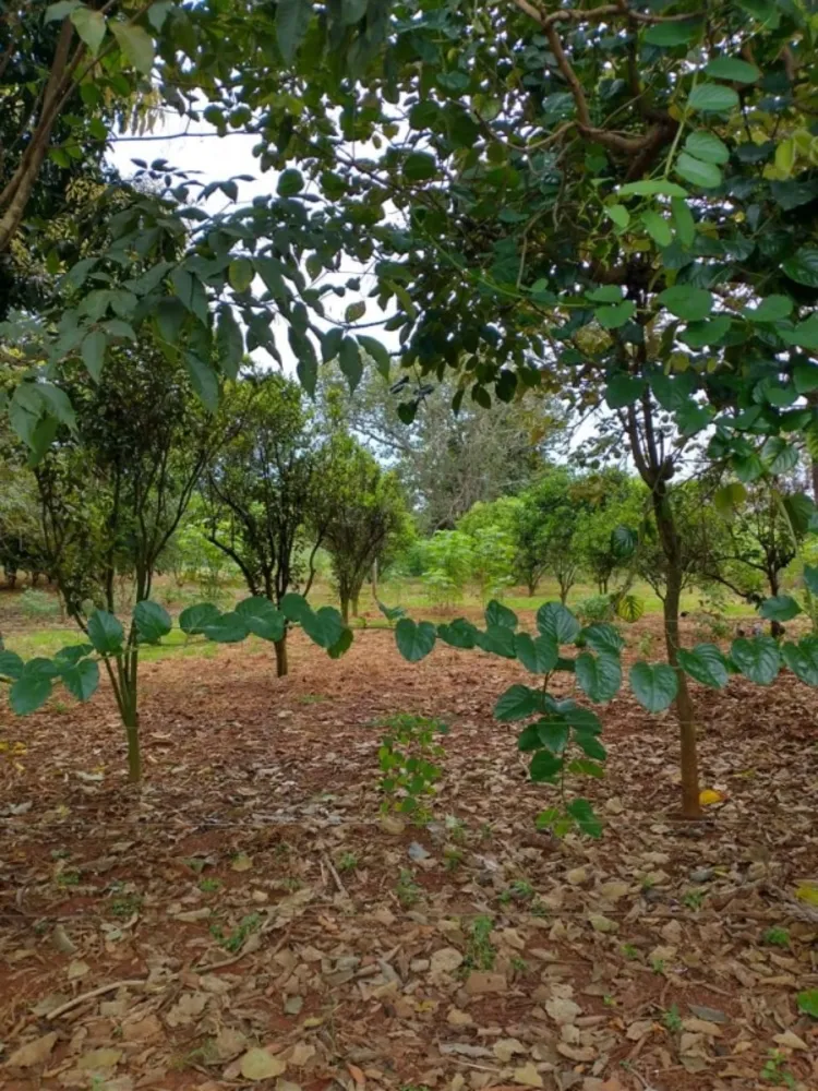 Sítio, 1 quarto, 60 m² - Foto 3