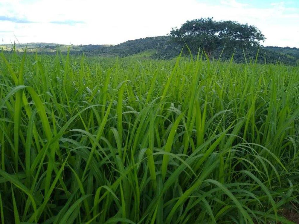 Fazenda à venda com 4 quartos, 3180000m² - Foto 4
