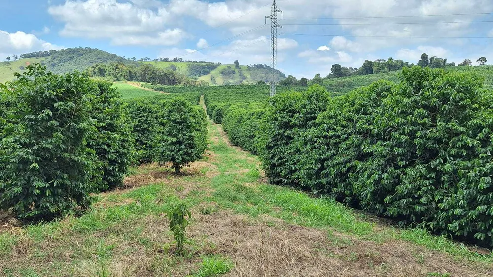 Sítio, 3 quartos, 5 hectares - Foto 1