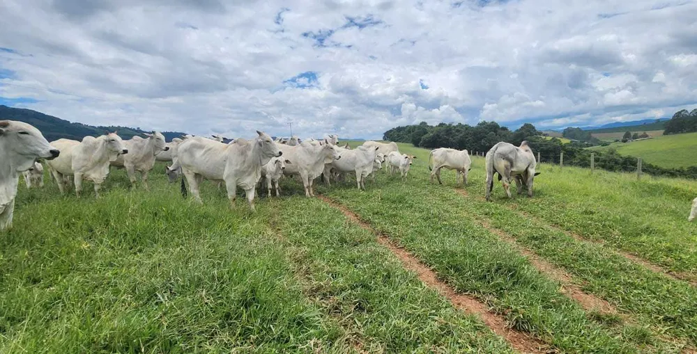 Fazenda, 41 hectares - Foto 6