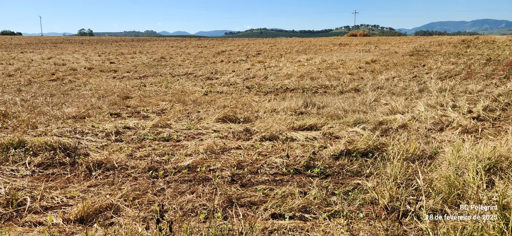 Fazenda, 41 hectares - Foto 10