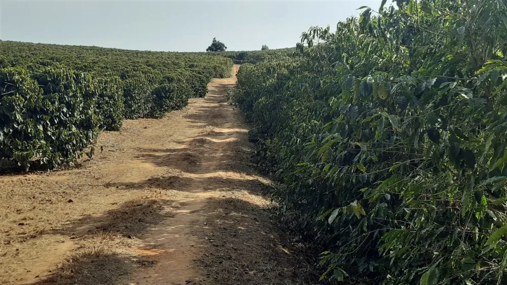 Fazenda, 80 hectares - Foto 4