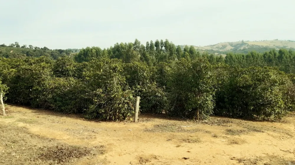 Fazenda, 80 hectares - Foto 6
