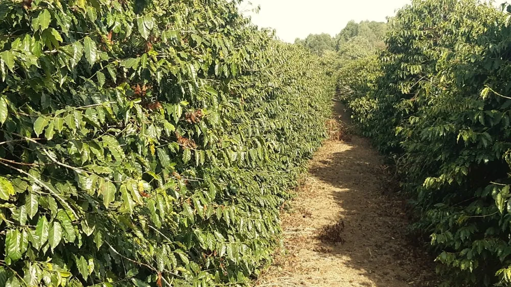 Fazenda, 80 hectares - Foto 3