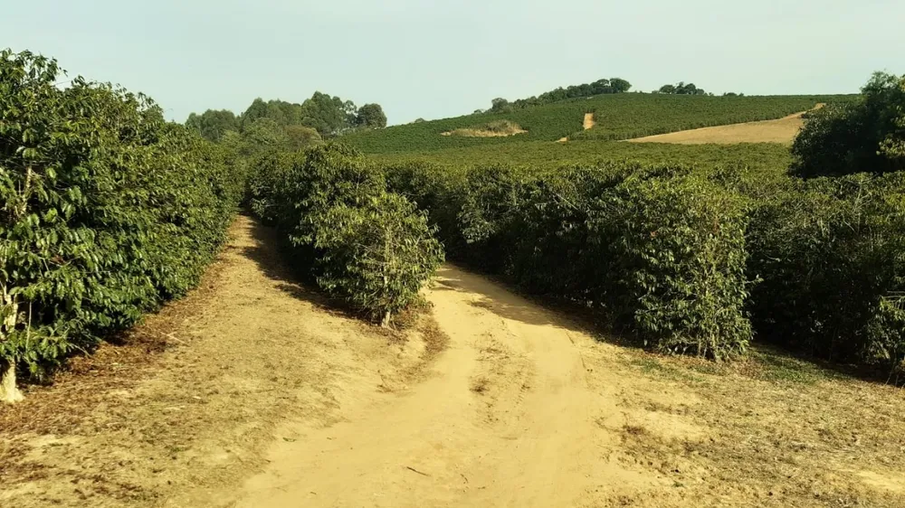 Fazenda, 80 hectares - Foto 1