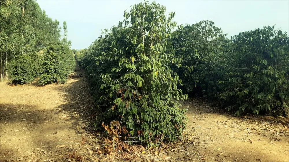 Fazenda, 80 hectares - Foto 2