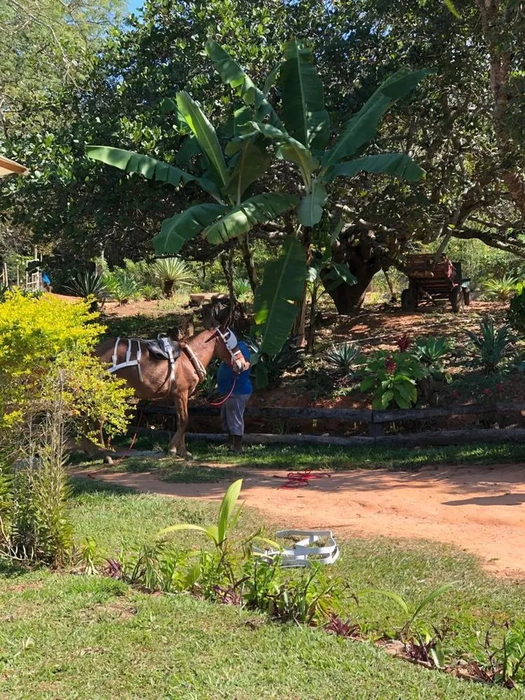 Chácara, 3 quartos - Foto 6