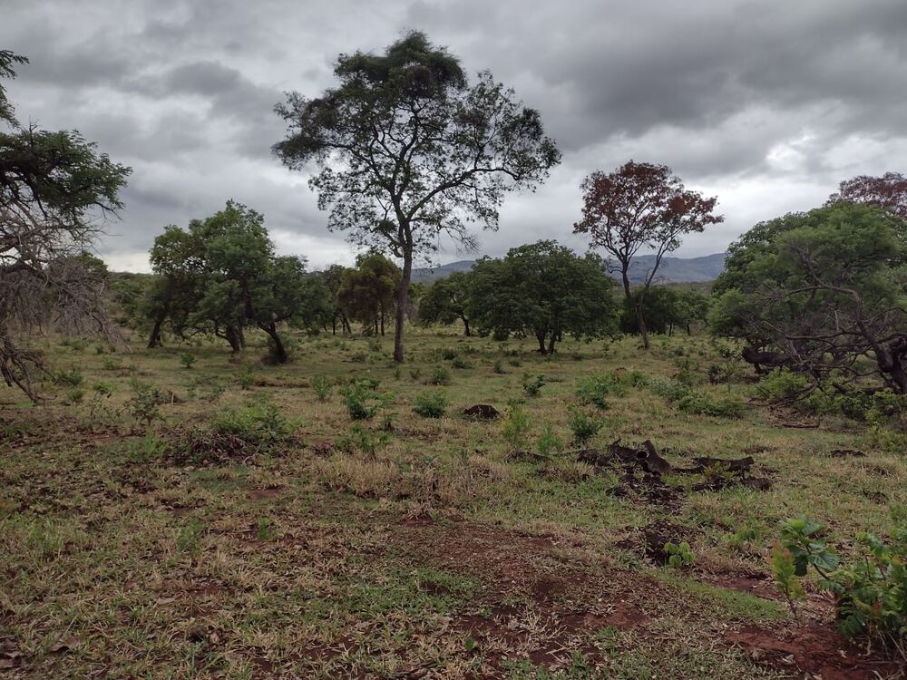 Chácara à venda com 1 quarto - Foto 4