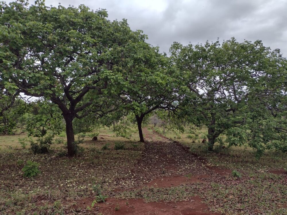 Chácara à venda com 1 quarto - Foto 3